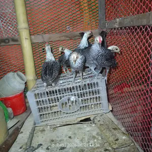 মিশরিয়ান ফাউমি মুরগি