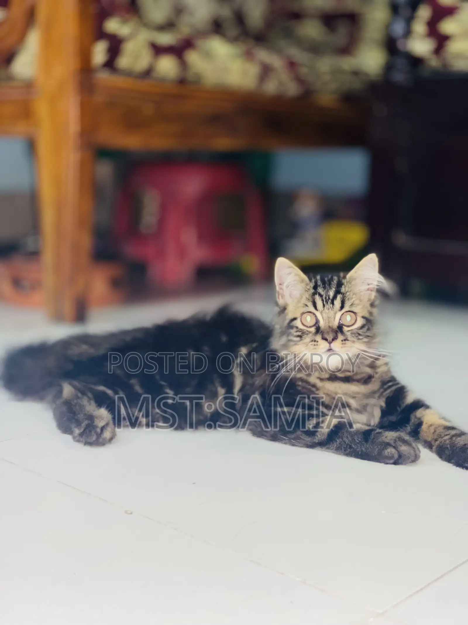 1-3 Months Male Purebred Persian Cat