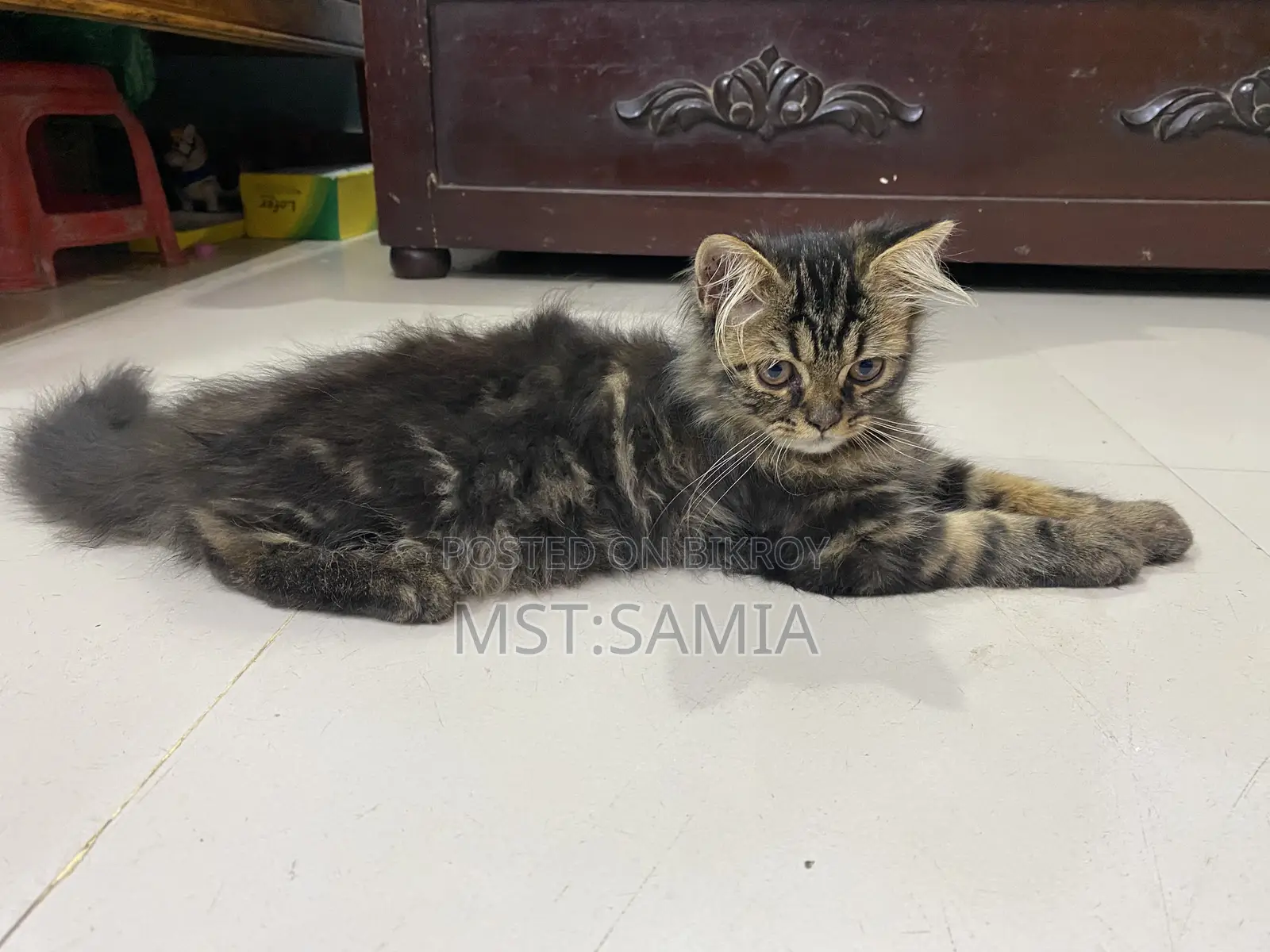 1-3 Months Male Purebred Persian Cat