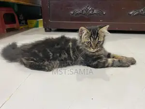 1-3 Months Male Purebred Persian Cat