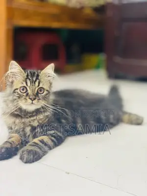1-3 Months Male Purebred Persian Cat