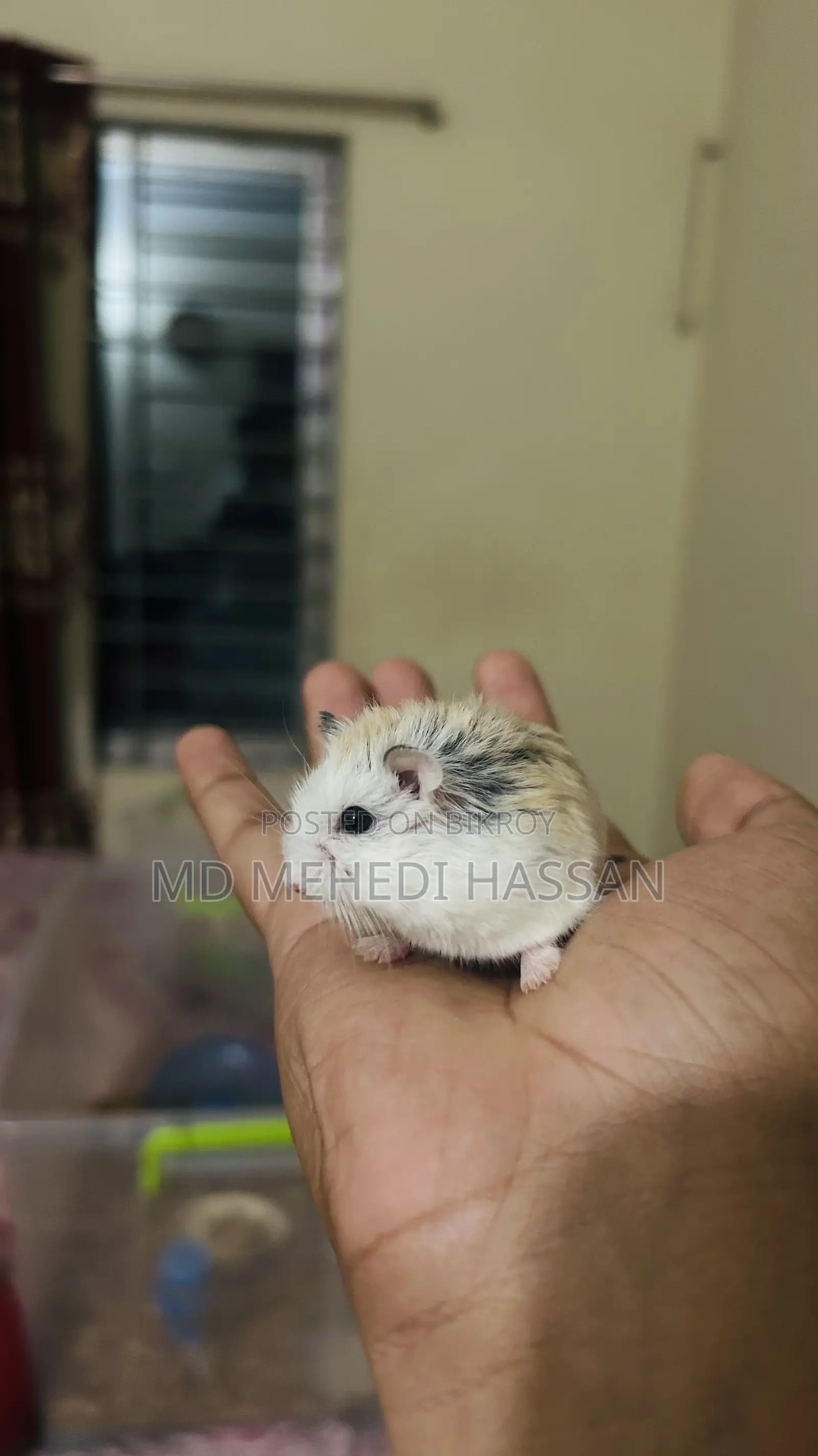 রোবোরোভস্কি হ্যামস্টার