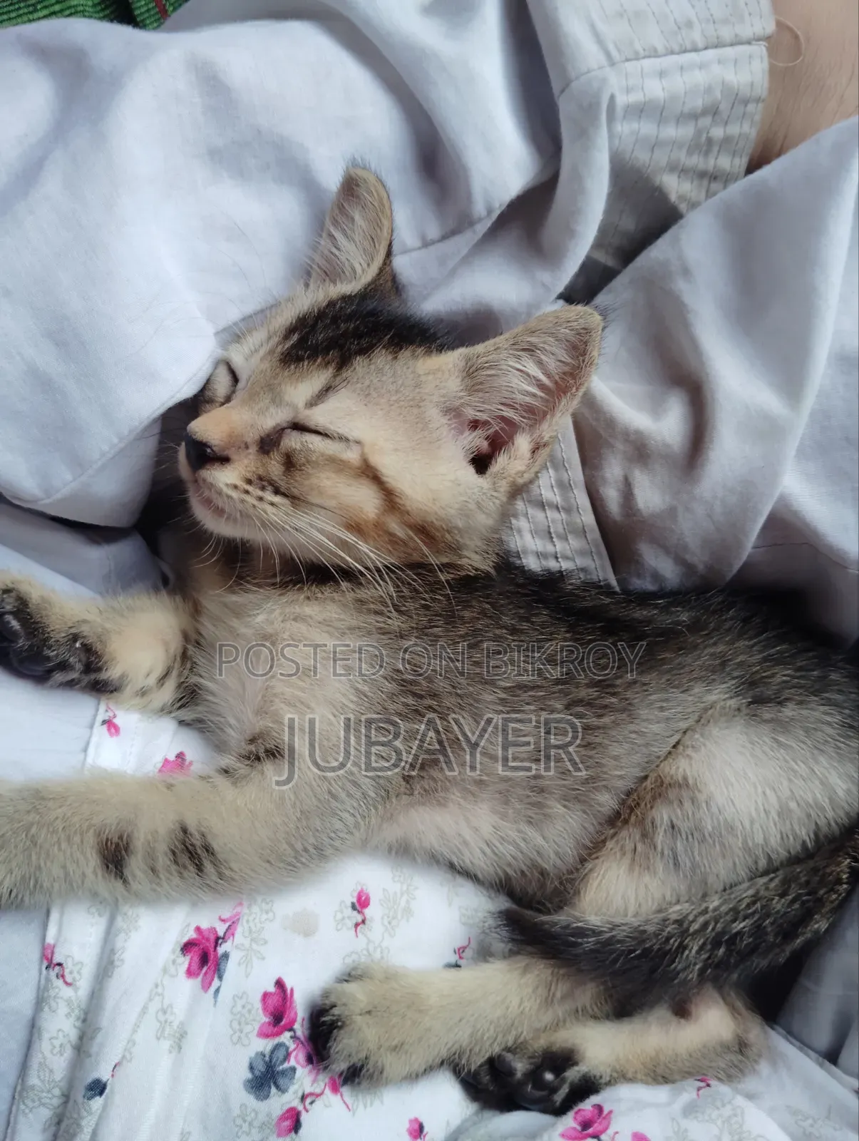 0-1 Month Female Mixed Breed Persian Kitten