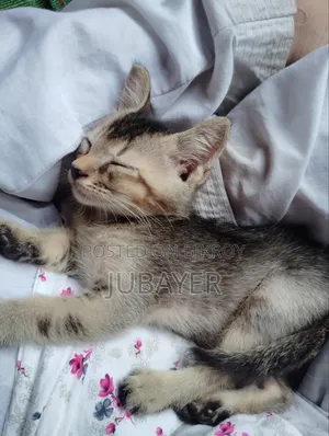 0-1 Month Female Mixed Breed Persian Kitten