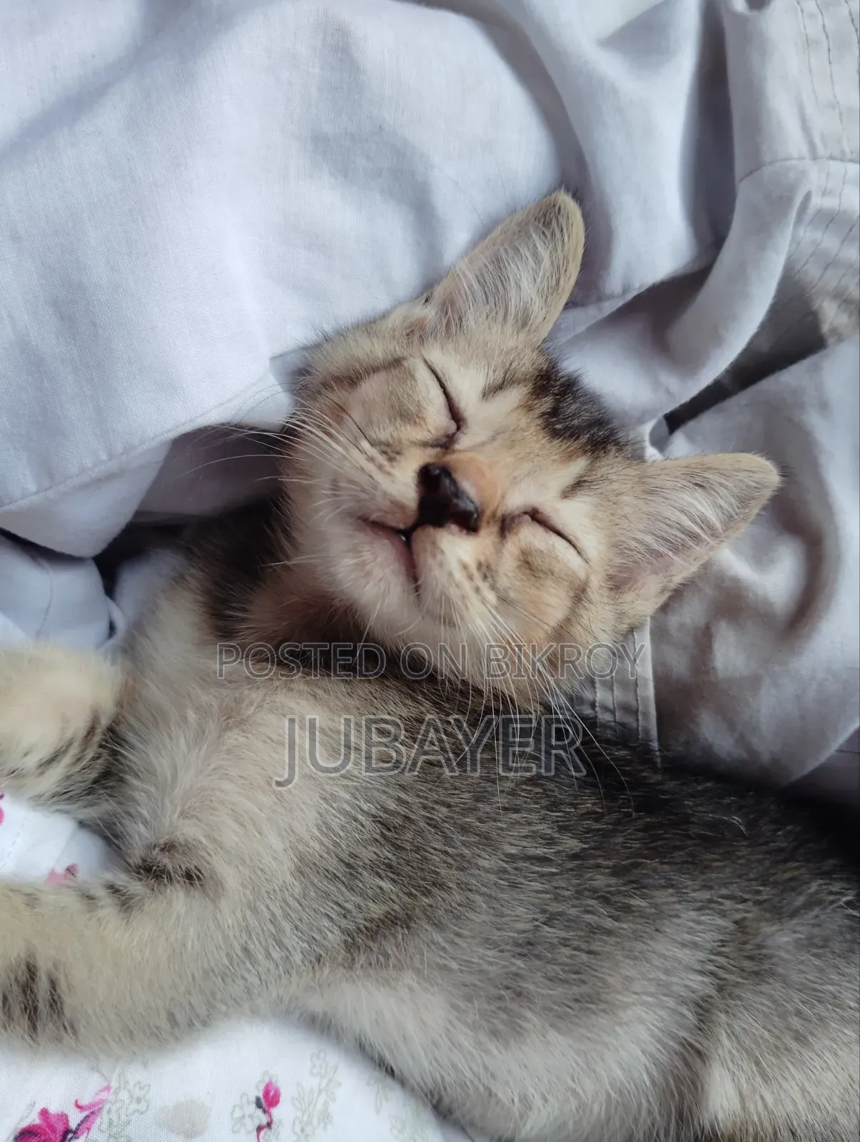 0-1 Month Female Mixed Breed Persian Kitten