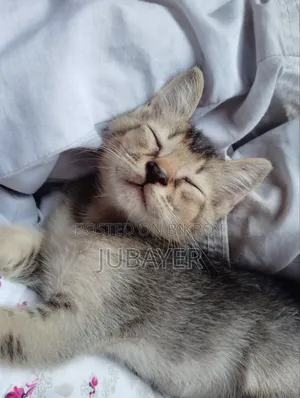 0-1 Month Female Mixed Breed Persian Kitten