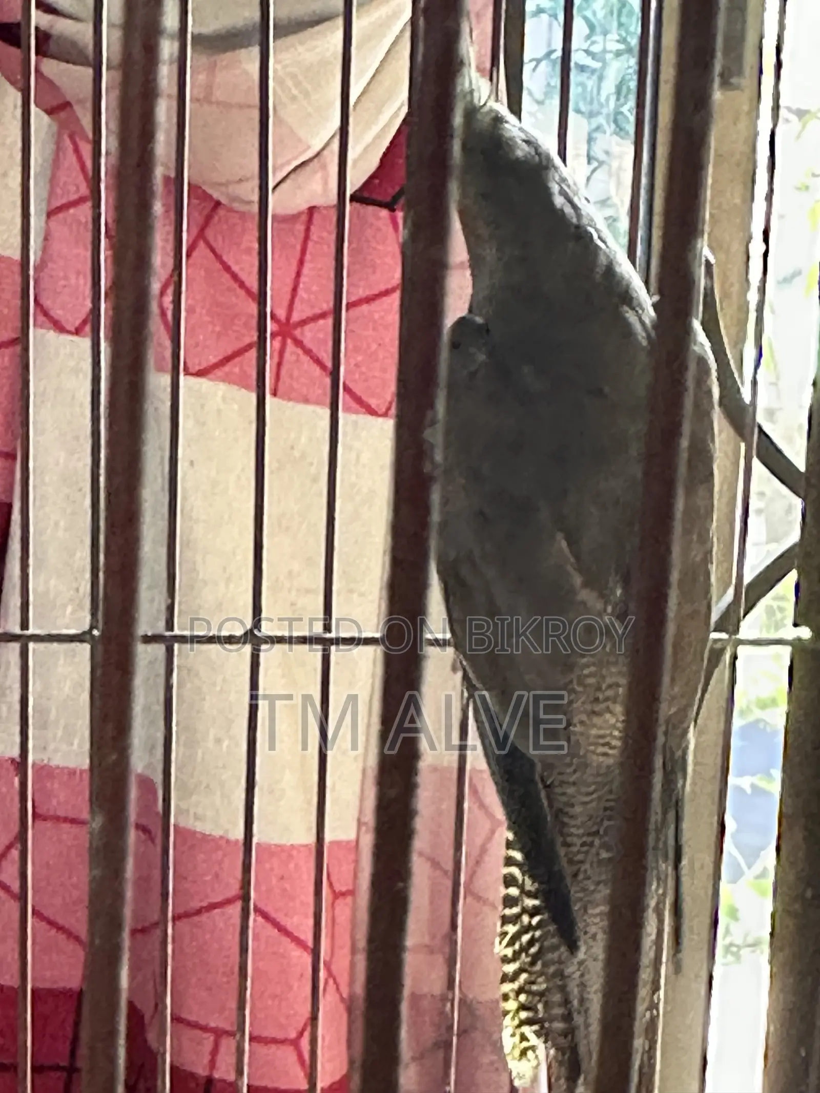 1 Pair Grey Cockatiel (Adult). Male and Female Pair.