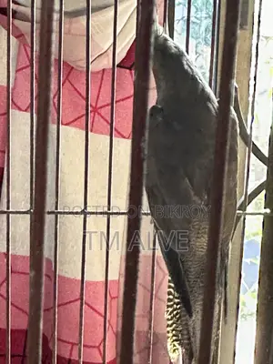 1 Pair Grey Cockatiel (Adult). Male and Female Pair.