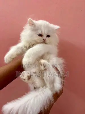 1-3 Months Male Mixed Breed Persian