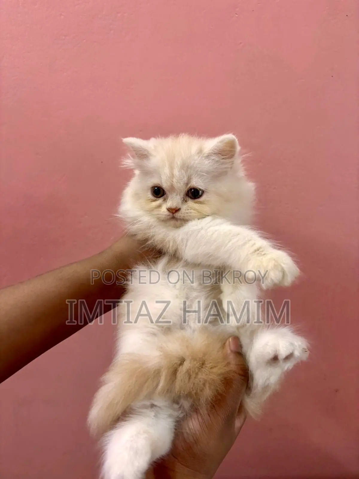 1-3 Months Male Mixed Breed Persian