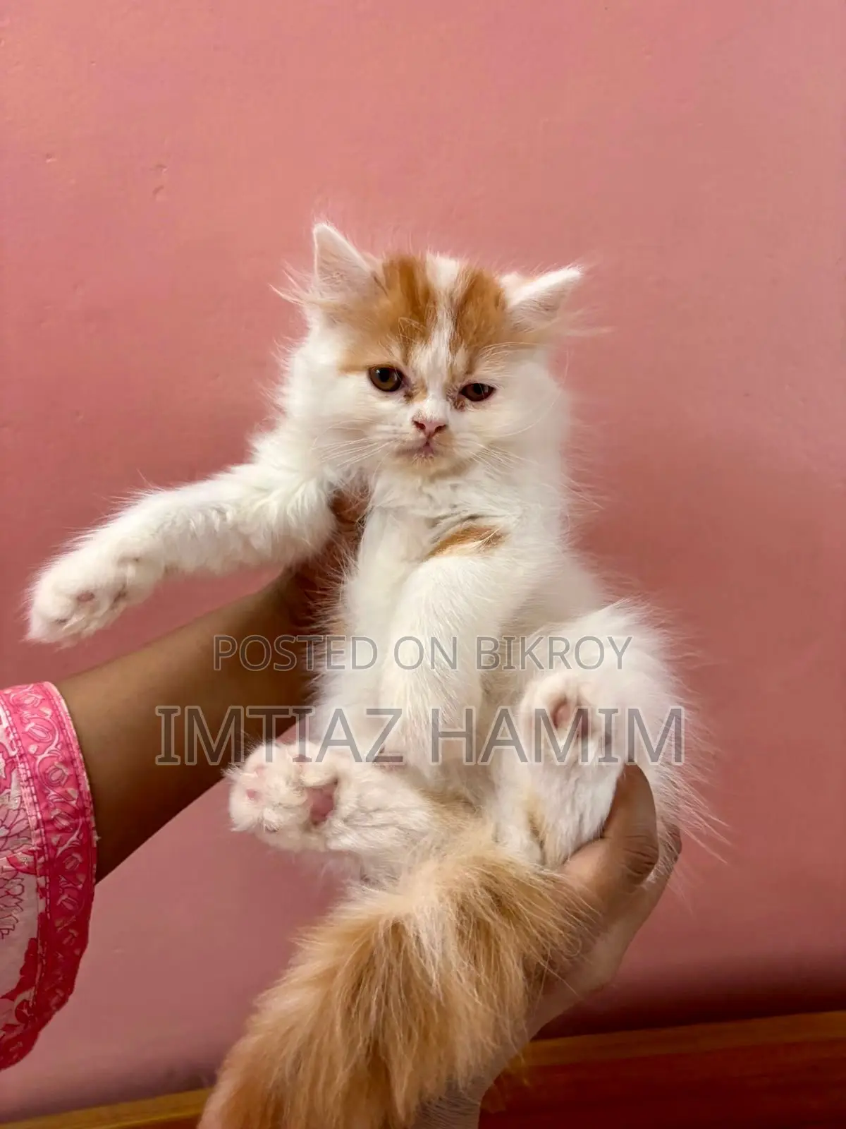 1-3 Months Male Mixed Breed Persian