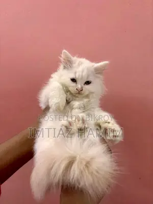 1-3 Months Male Mixed Breed Persian
