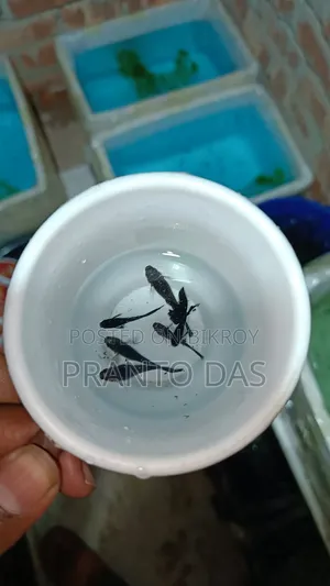 Black Moscow Guppy Fish High Quality