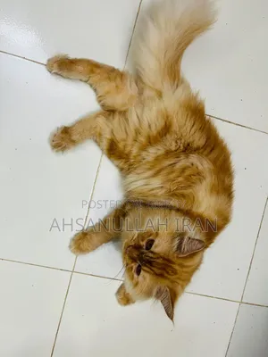 1+ year Male Purebred Persian