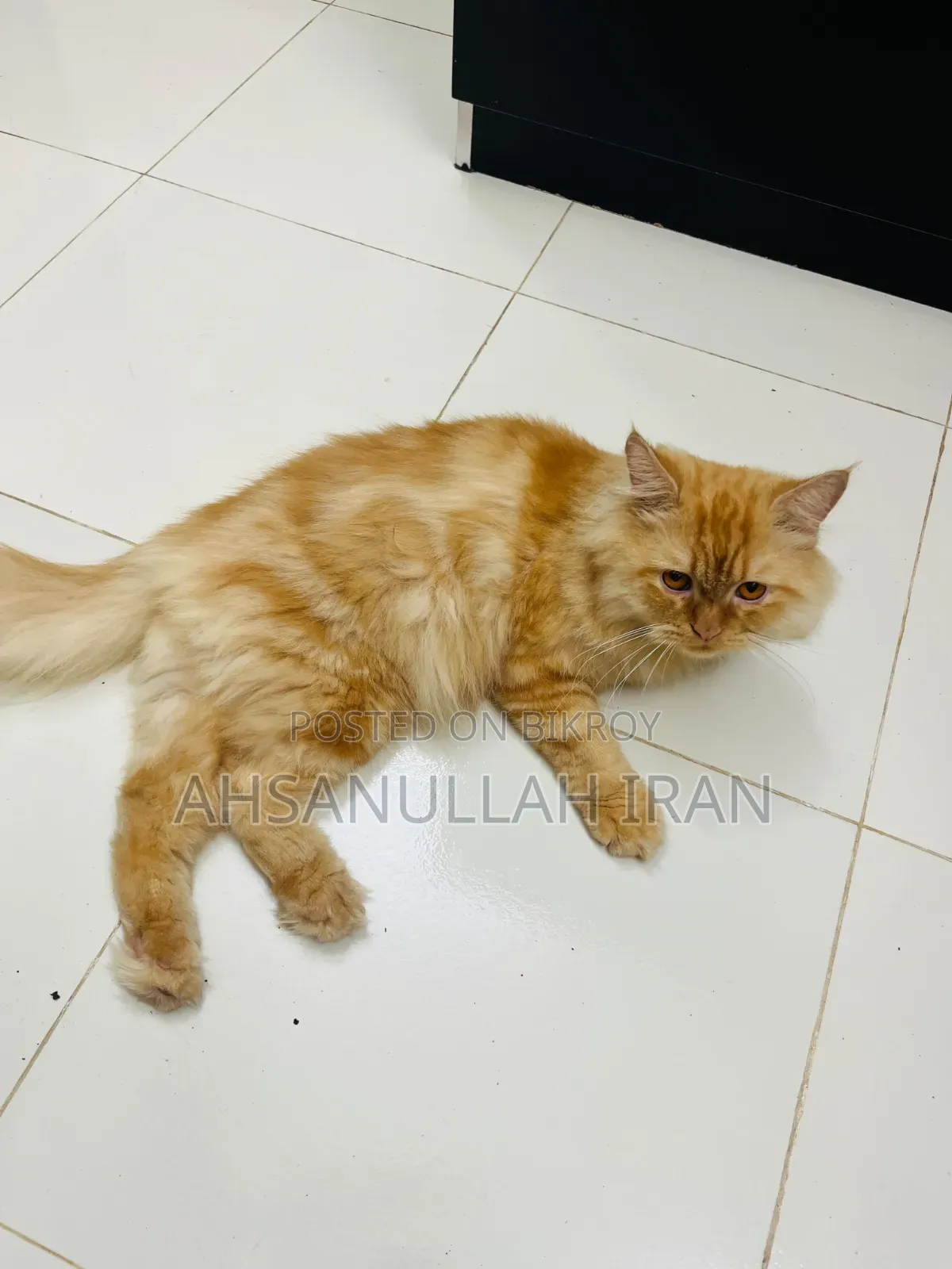 1+ year Male Purebred Persian