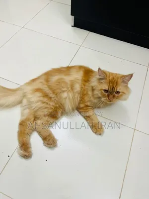 1+ year Male Purebred Persian