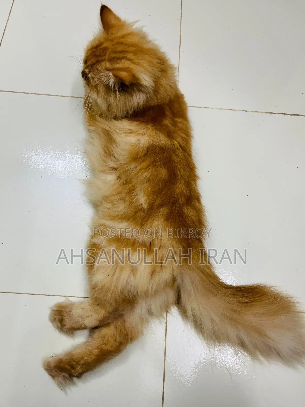 1+ year Male Purebred Persian