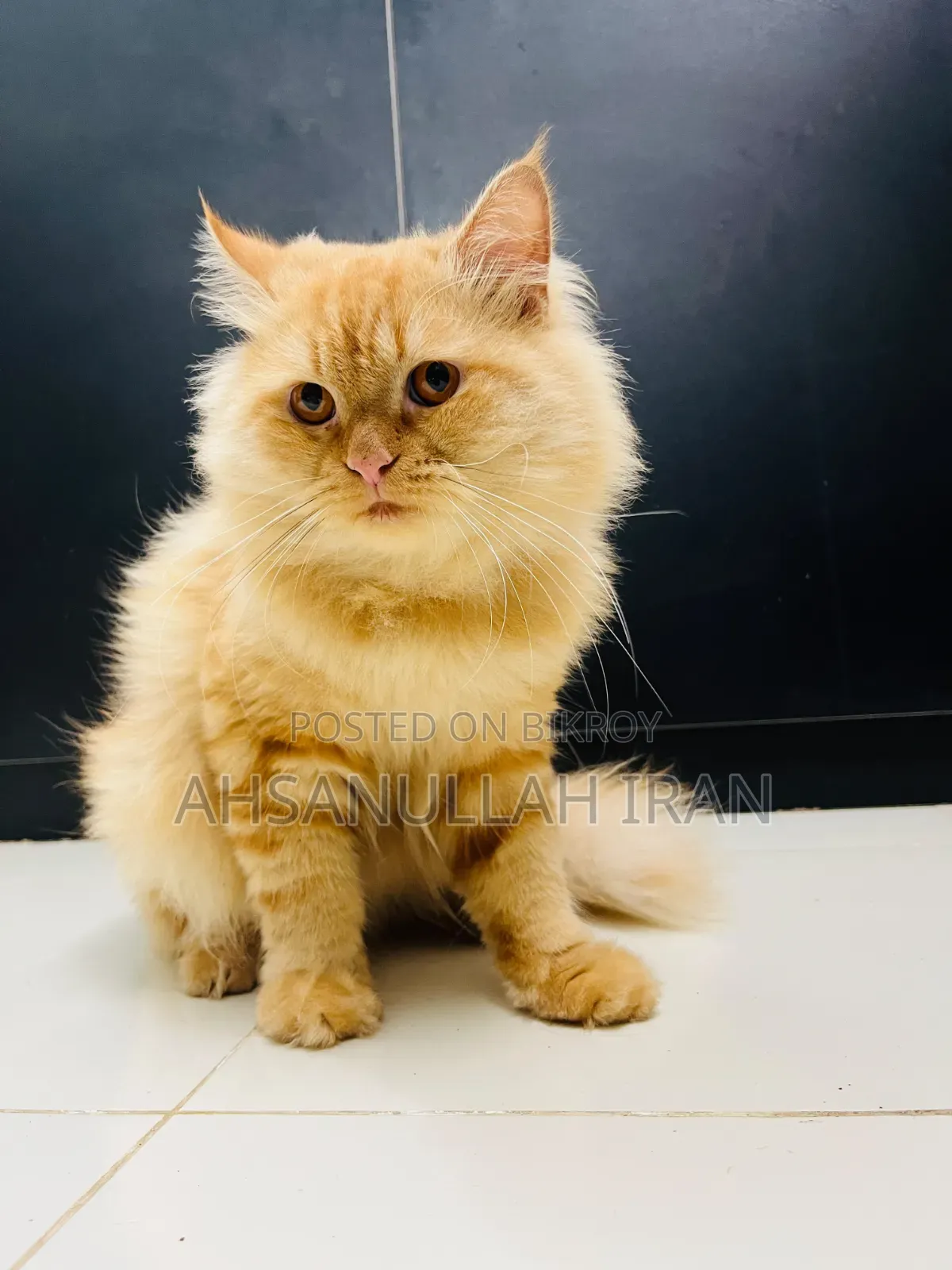 1+ year Male Purebred Persian