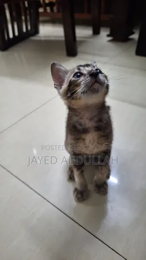 ১-৩ মাস বয়সী পুরুষ বিশুদ্ধ বেঙ্গল বিড়াল