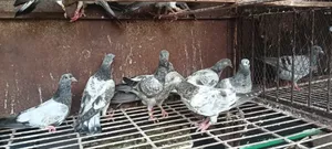 Silver Green Throat Baby