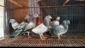 Silver Green Throat Baby