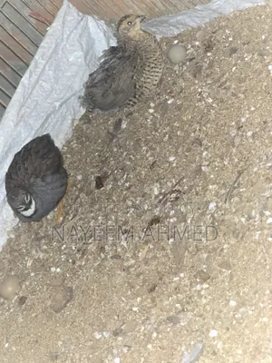 King Quail