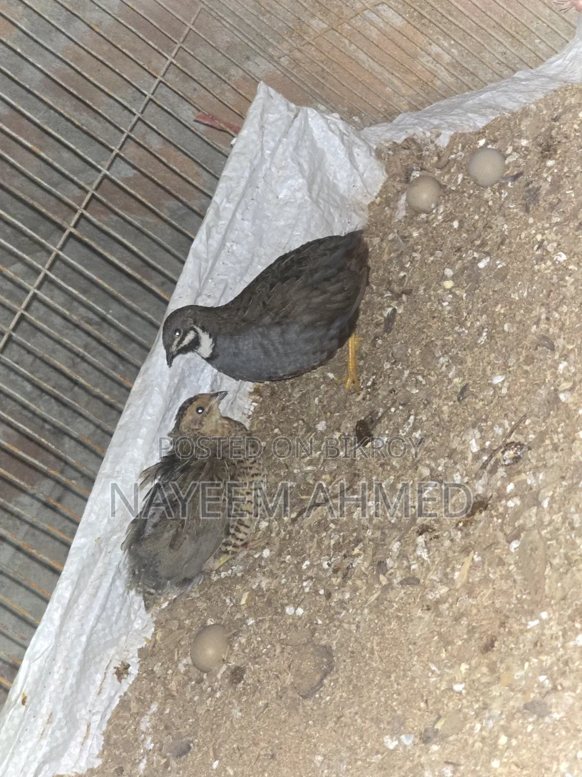 কিং কোয়েল