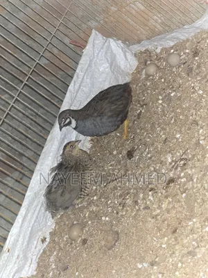 কিং কোয়েল