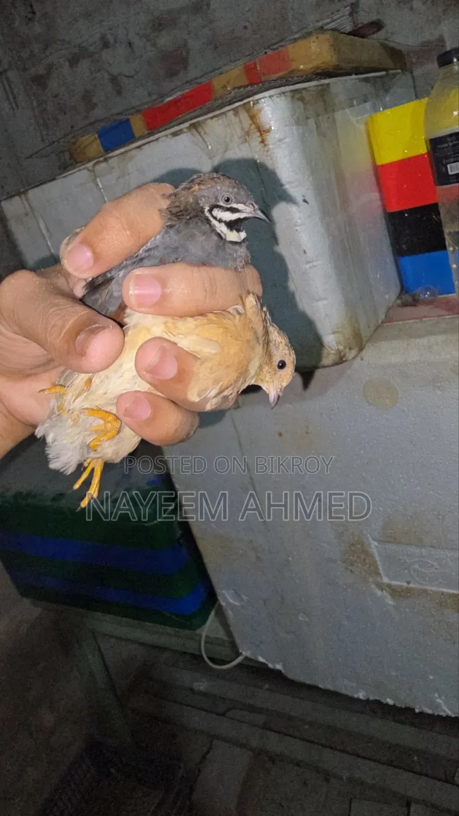 কিং কোয়েল