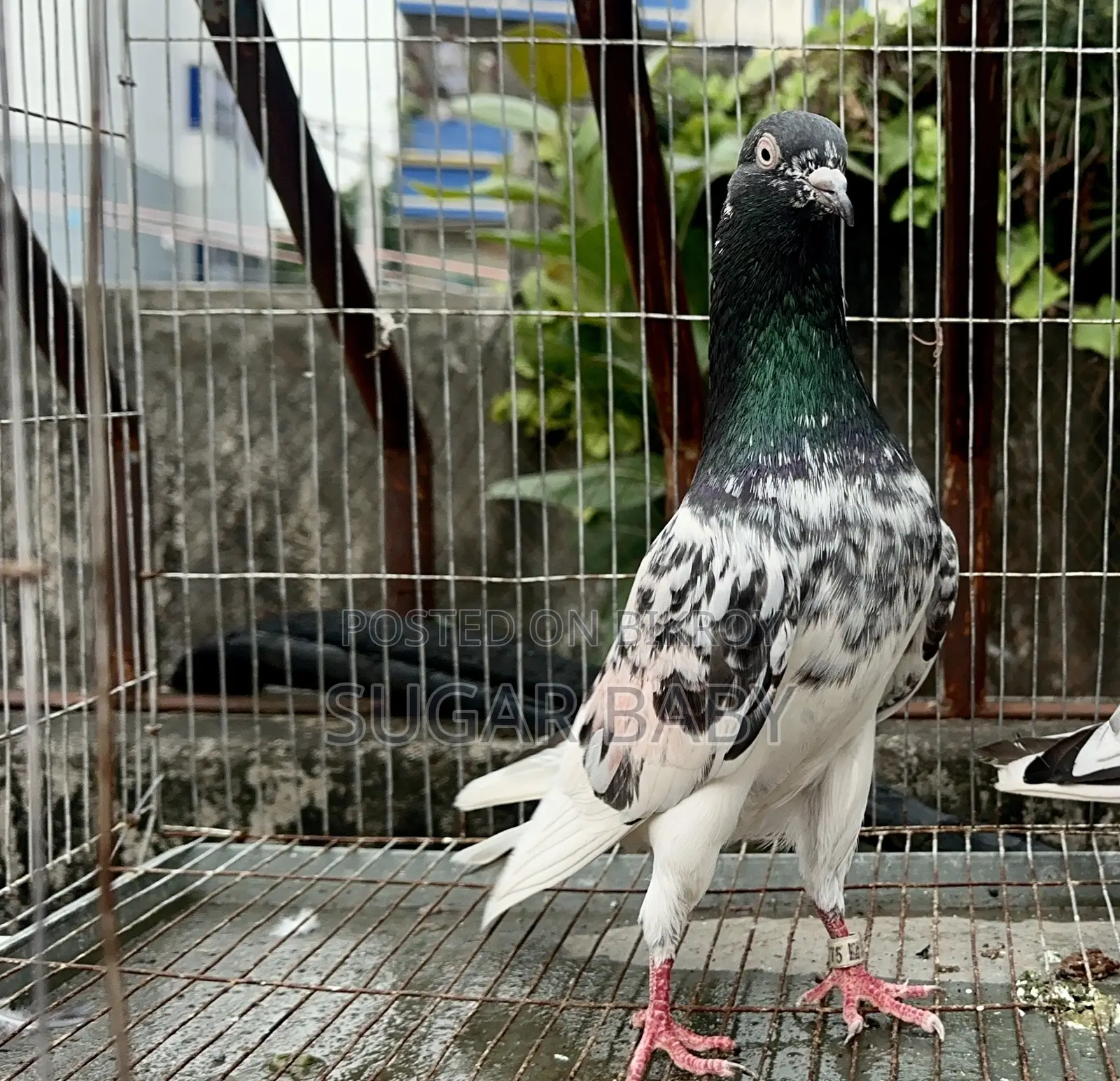 Pakistani Pigeon