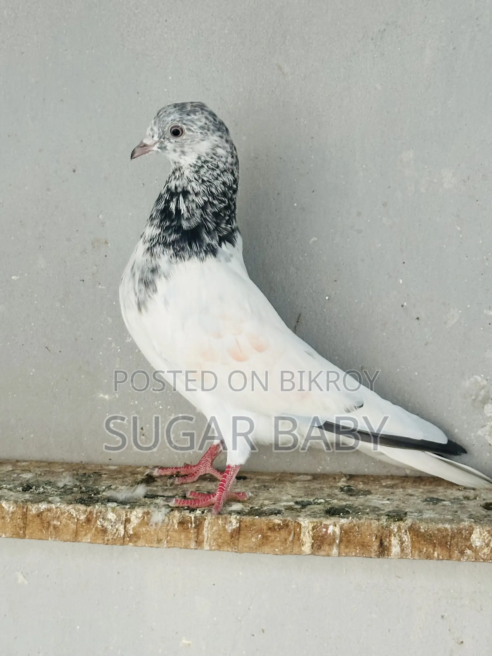 Pakistani Pigeon