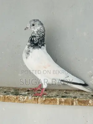 Pakistani Pigeon