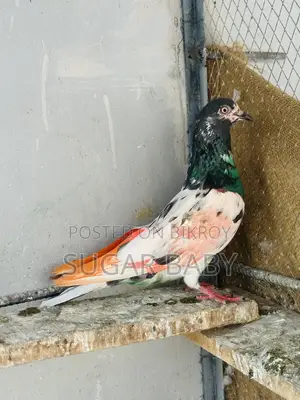 Pakistani Pigeon