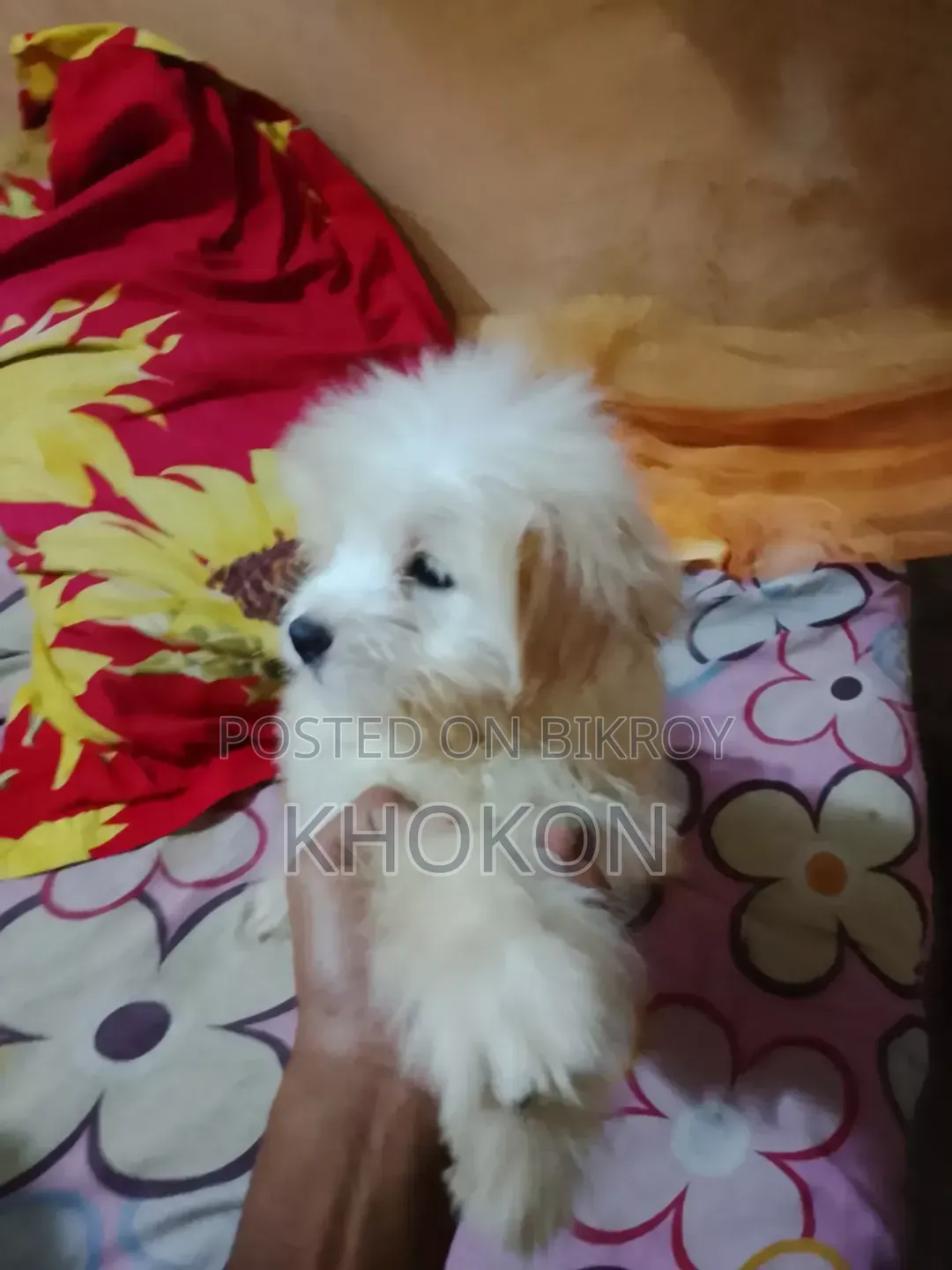 1-3 Months Female Purebred Lhasa Apso