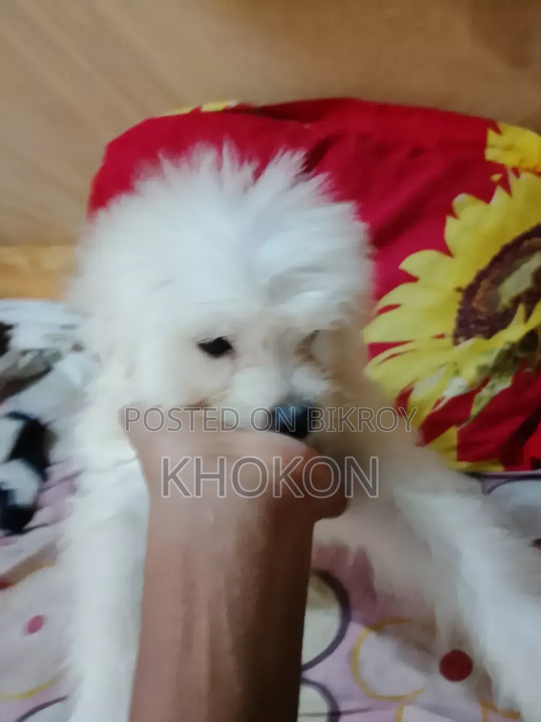 1-3 Months Female Purebred Lhasa Apso