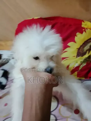 1-3 Months Female Purebred Lhasa Apso