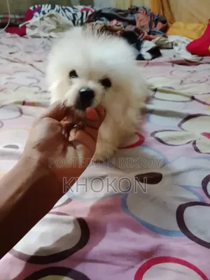1-3 Months Female Purebred Lhasa Apso