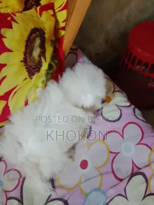 1-3 Months Female Purebred Lhasa Apso
