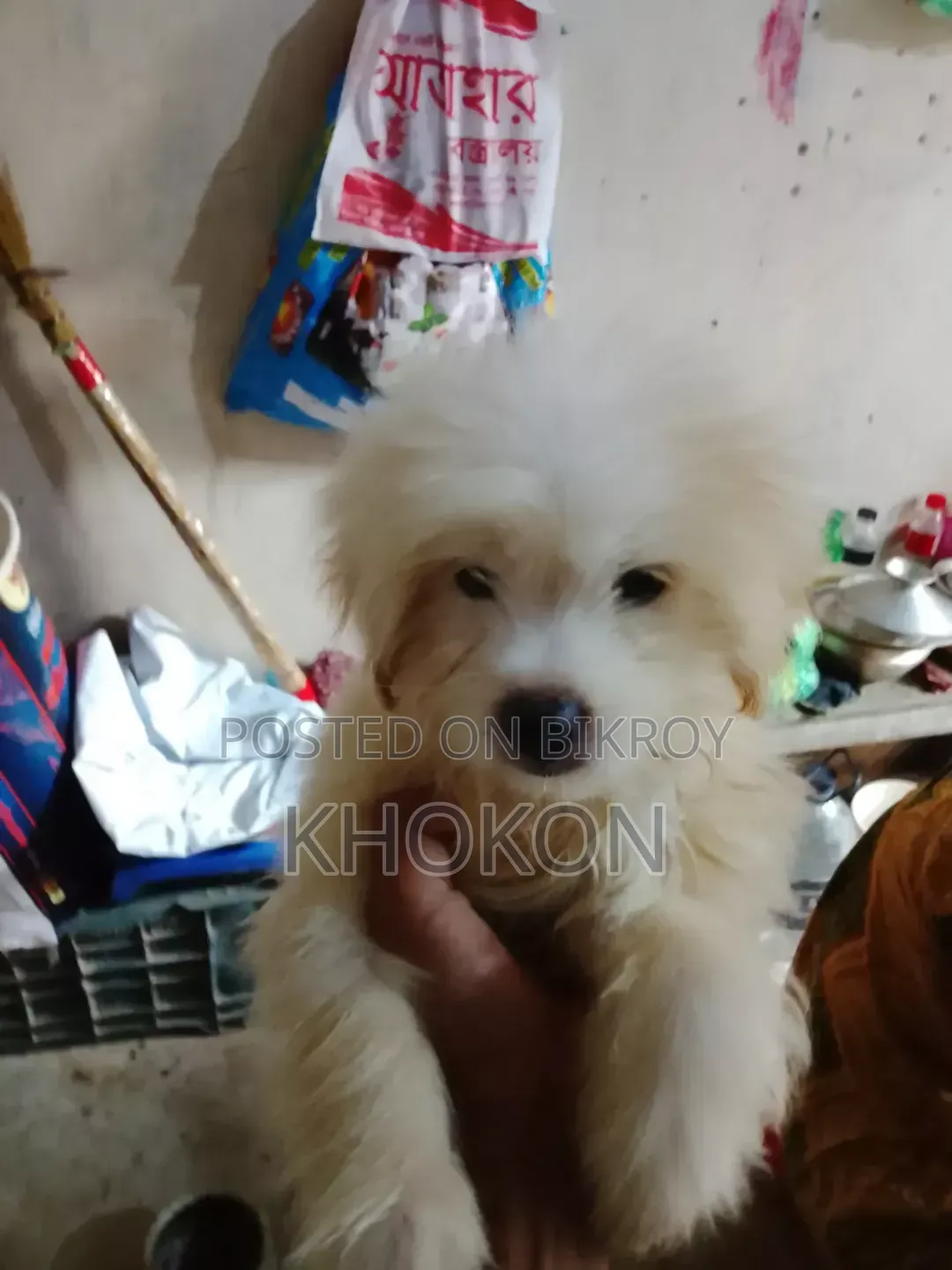 1-3 Months Female Purebred Lhasa Apso