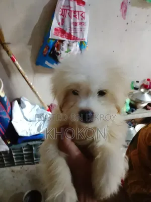 1-3 Months Female Purebred Lhasa Apso