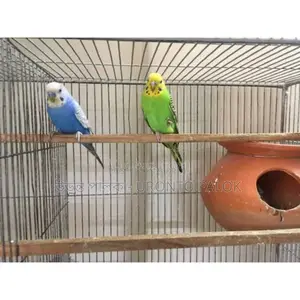 Running Budgerigar Birds