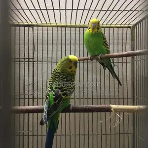 Running Budgerigar Birds
