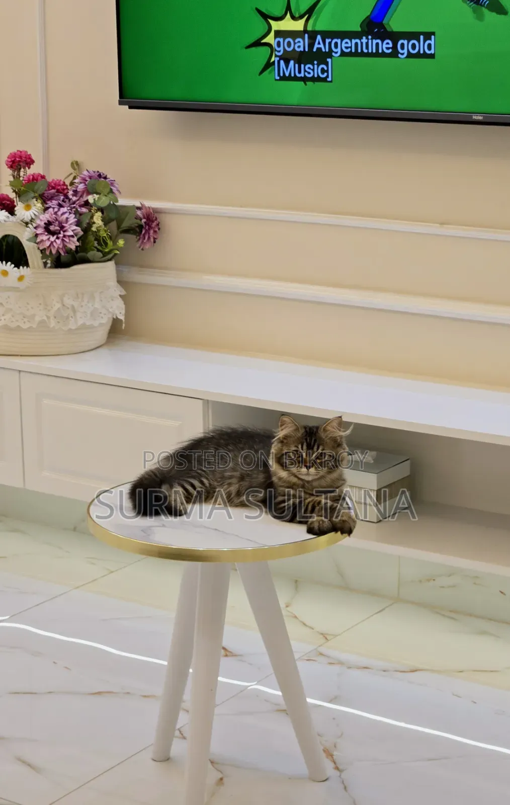 1-3 Months Female Mixed Breed Persian