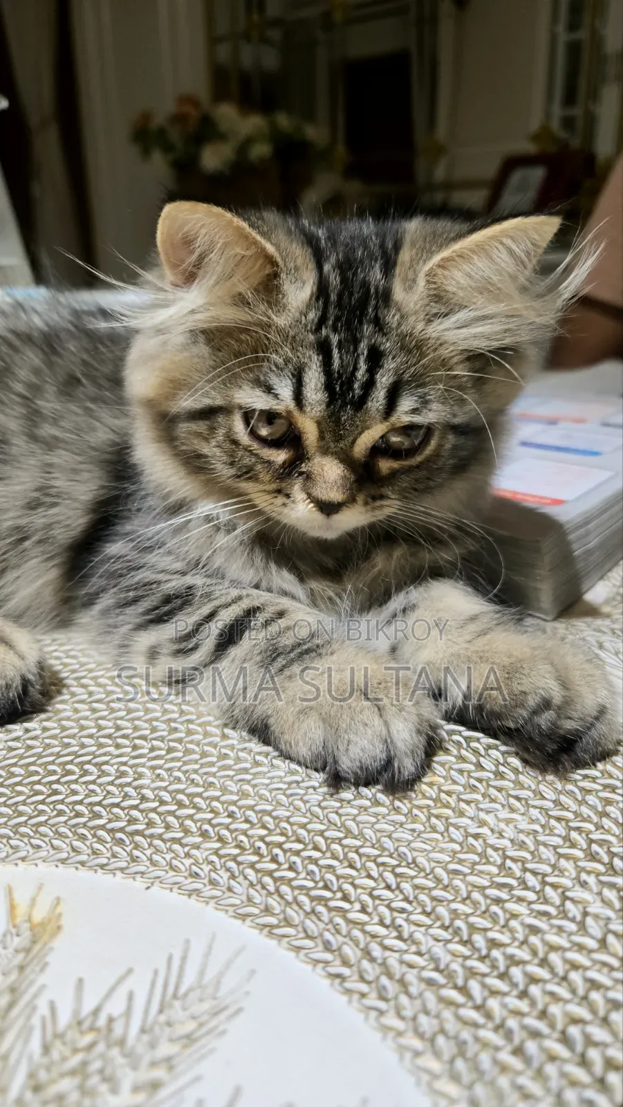 1-3 Months Female Mixed Breed Persian