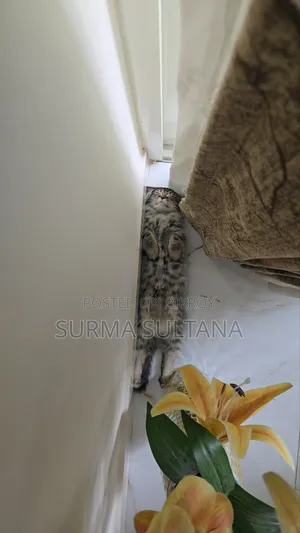 1-3 Months Female Mixed Breed Persian