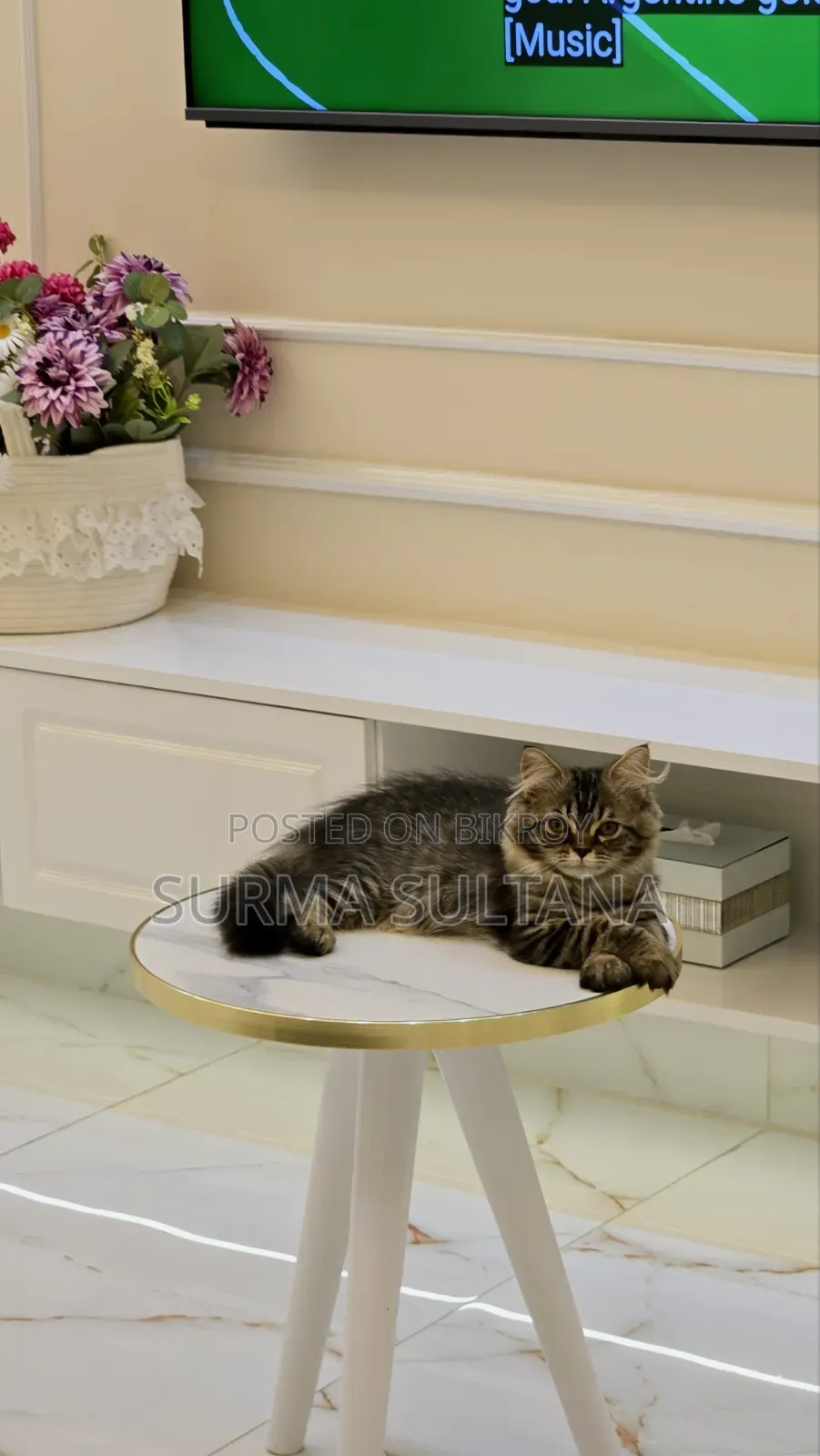 1-3 Months Female Mixed Breed Persian