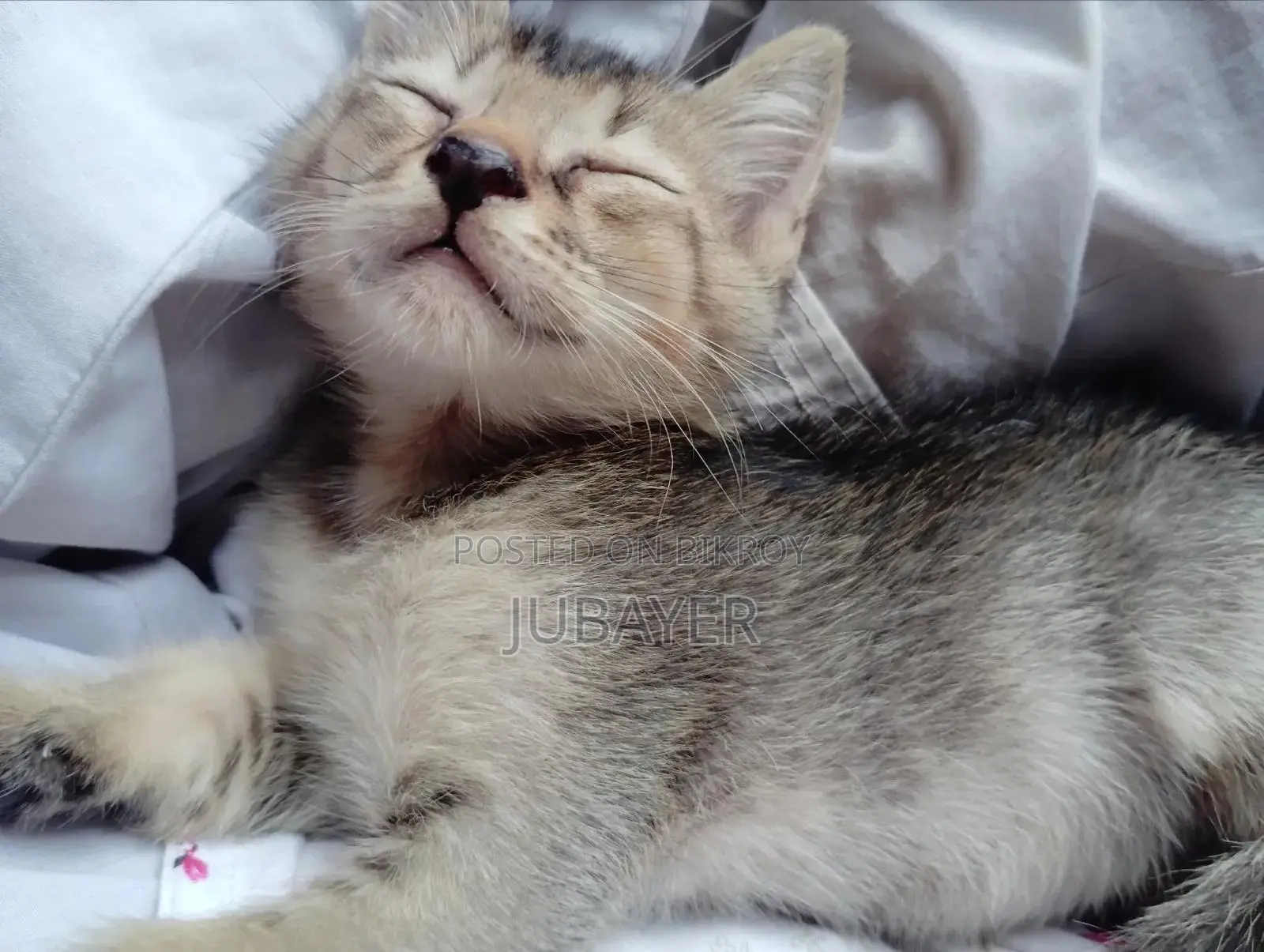 0-1 Month Female Mixed Breed Persian Kitten