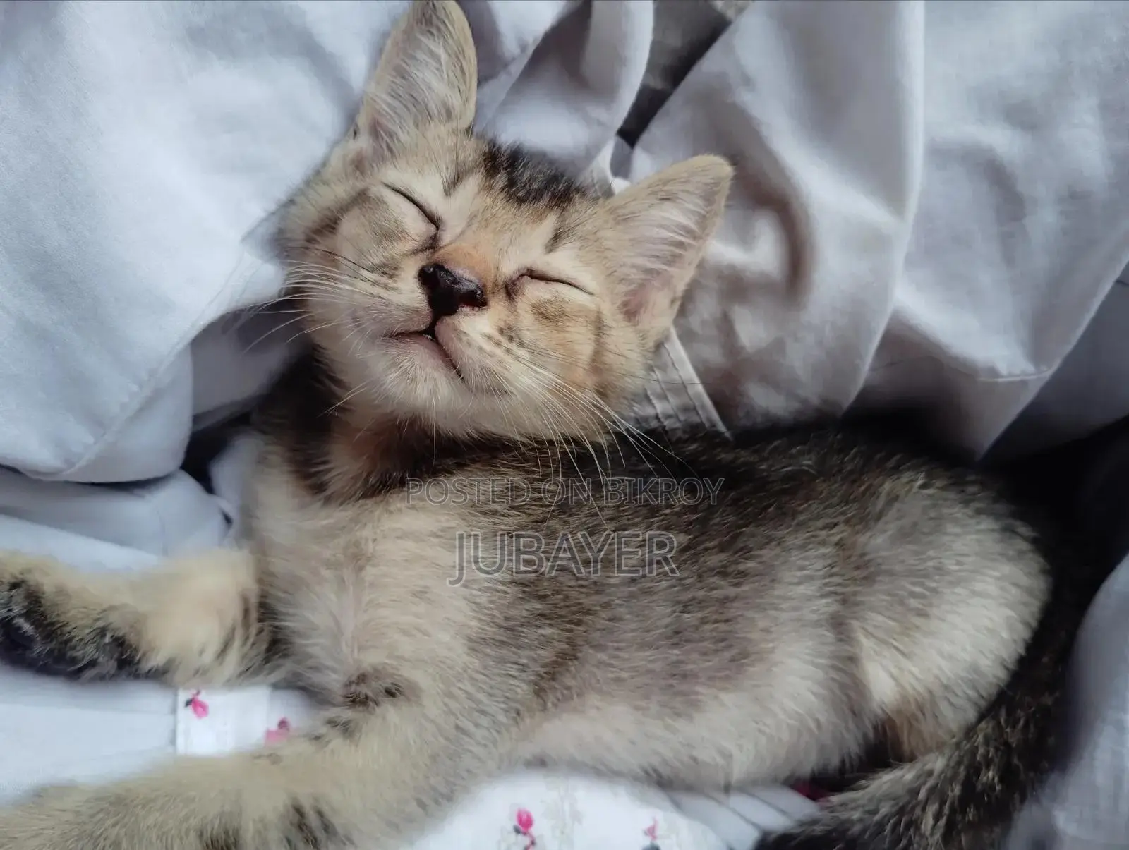 0-1 Month Female Mixed Breed Persian Kitten