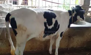 Buy a Heifer for Rearing,