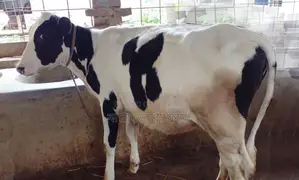 Buy a high-quality heifer, number 1332, without hesitation.